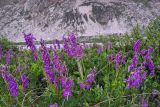 Hedysarum caucasicum. Верхушки цветущих растений. Карачаево-Черкесия, Карачаевский р-н, Большой Кавказ, ущелье Чунгур-Джар, ур. \"Аэродром\", левый берег реки Чунгур-Джар, ≈ 2690 м н.у.м., задернованная каменисто-щебнистая россыпь, 22.07.2023.