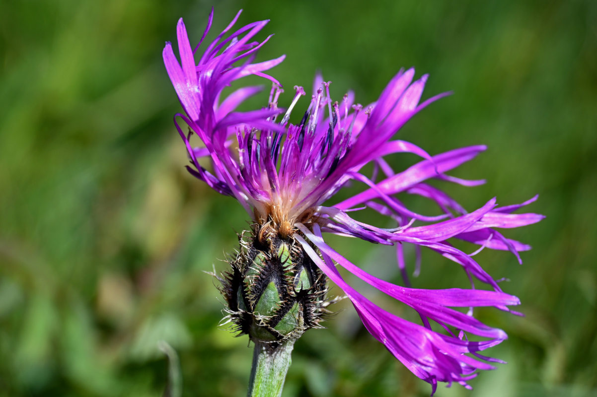 Изображение особи Centaurea willdenowii.