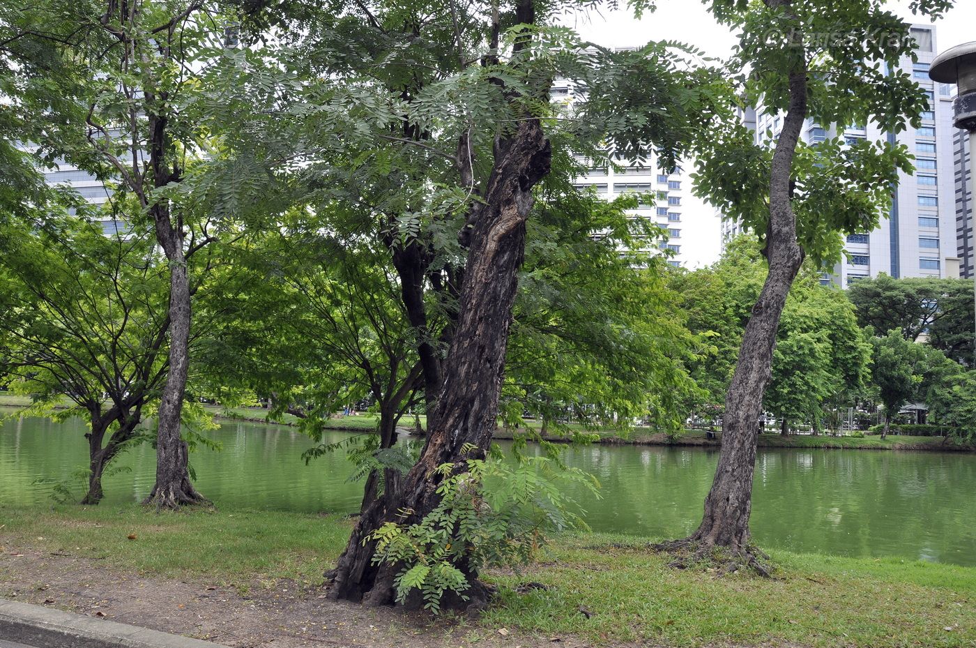 Image of Senna siamea specimen.