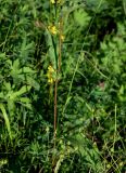 Crepis sibirica