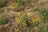 Anthemis tinctoria