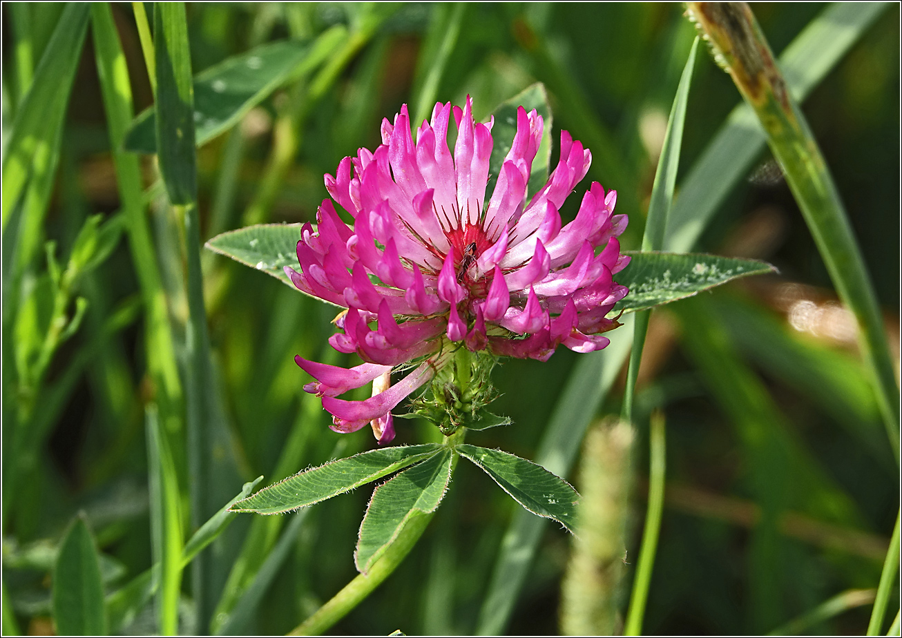 Изображение особи Trifolium medium.