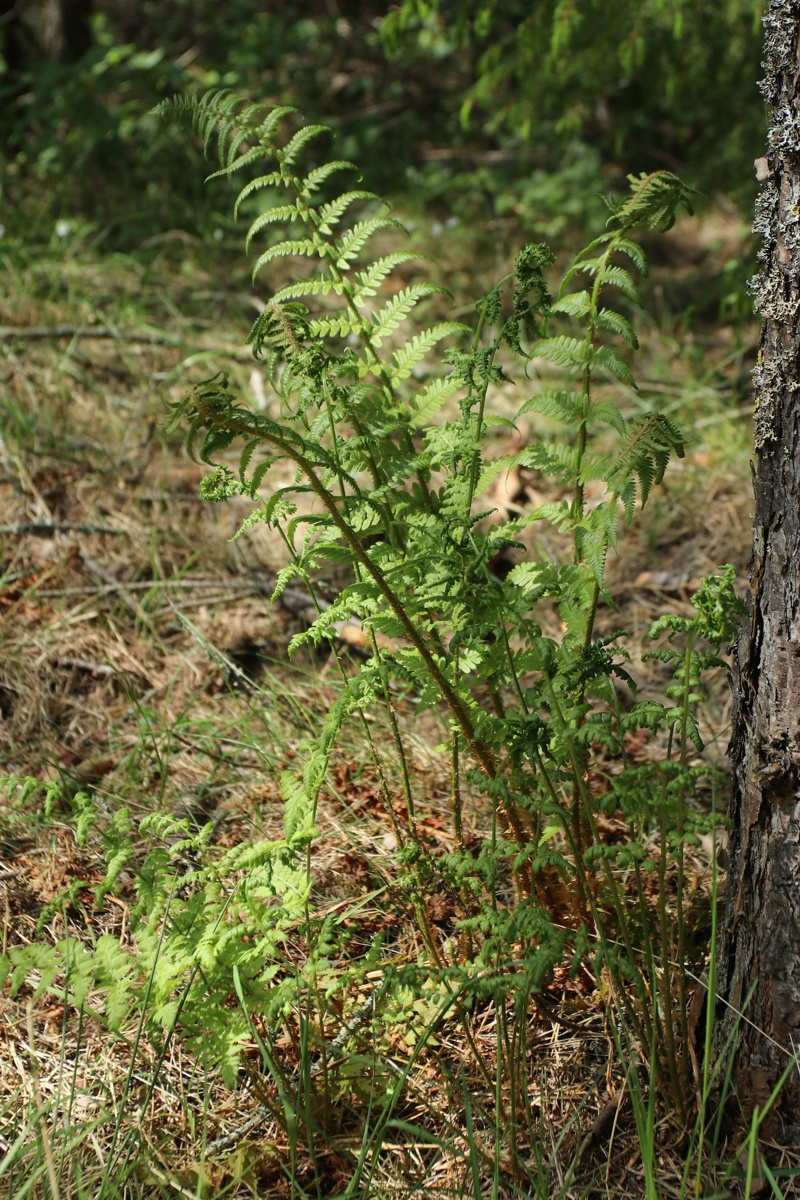 Изображение особи Dryopteris filix-mas.