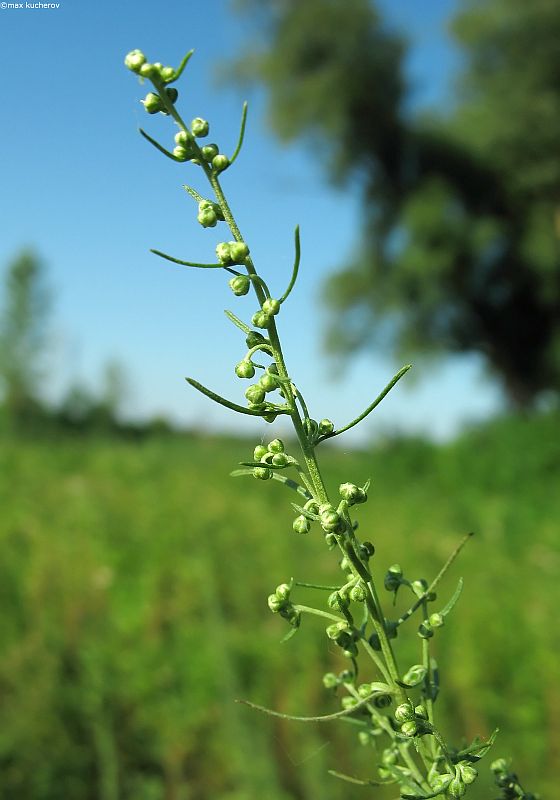 Изображение особи Artemisia abrotanum.