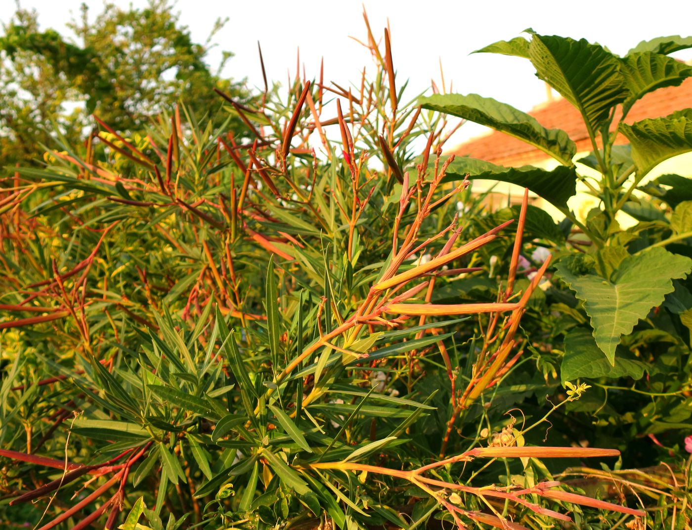 Image of Nerium oleander specimen.