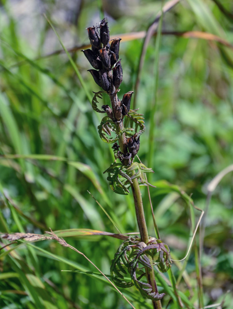 Image of Pedicularis chamissonis specimen.