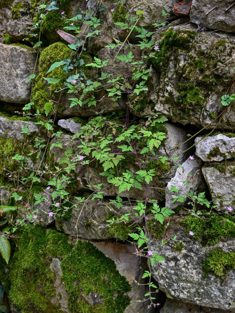 Image of Geranium robertianum specimen.