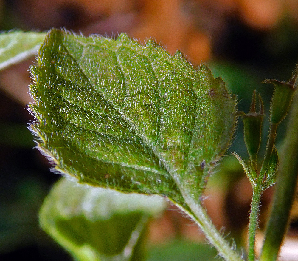 Изображение особи Clinopodium nepeta.