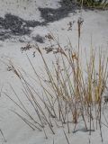 Juncus arabicus