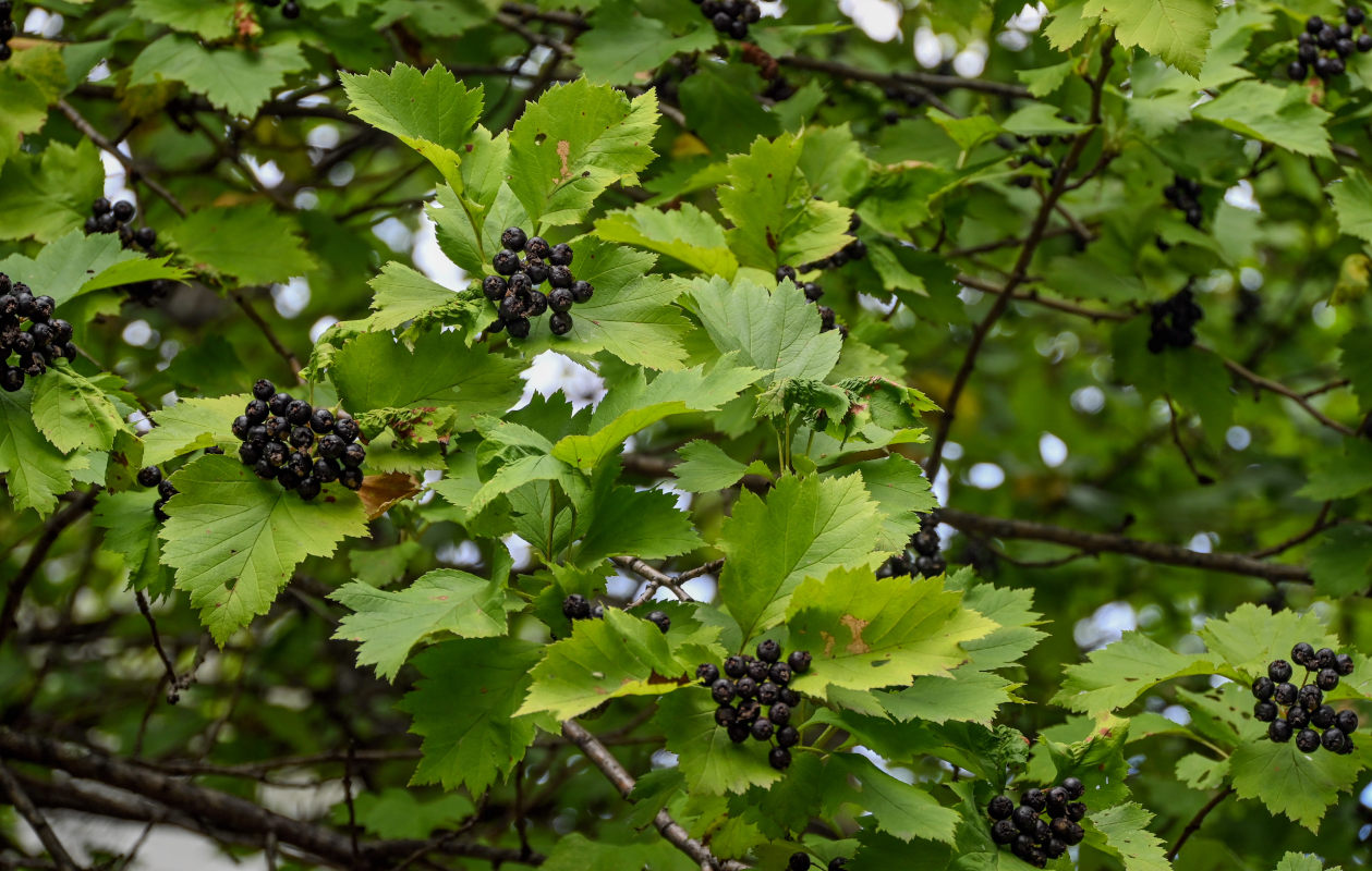 Image of Crataegus chlorosarca specimen.