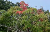 Sorbus commixta