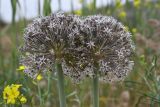 Allium subscabrum