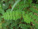 Securigera varia