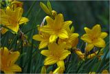 Hemerocallis × hybrida. Цветки в утренней росе. Московская обл., Раменский р-н, окр. дер. Хрипань, садовый участок. 11.06.2024.