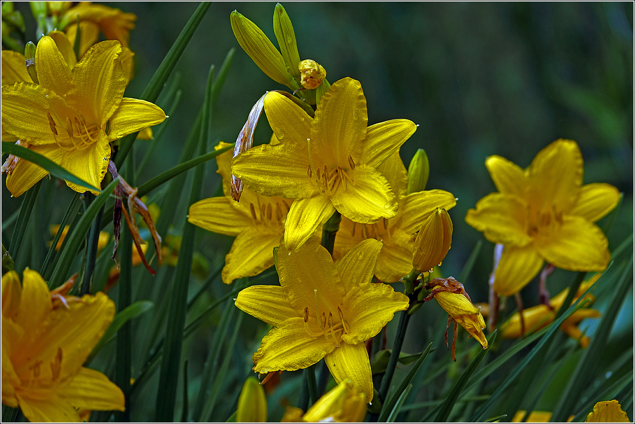 Image of Hemerocallis × hybrida specimen.