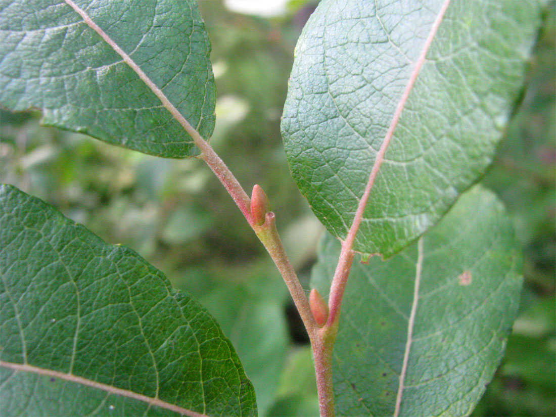 Image of Salix × bicolor specimen.