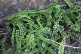 Asplenium trichomanes
