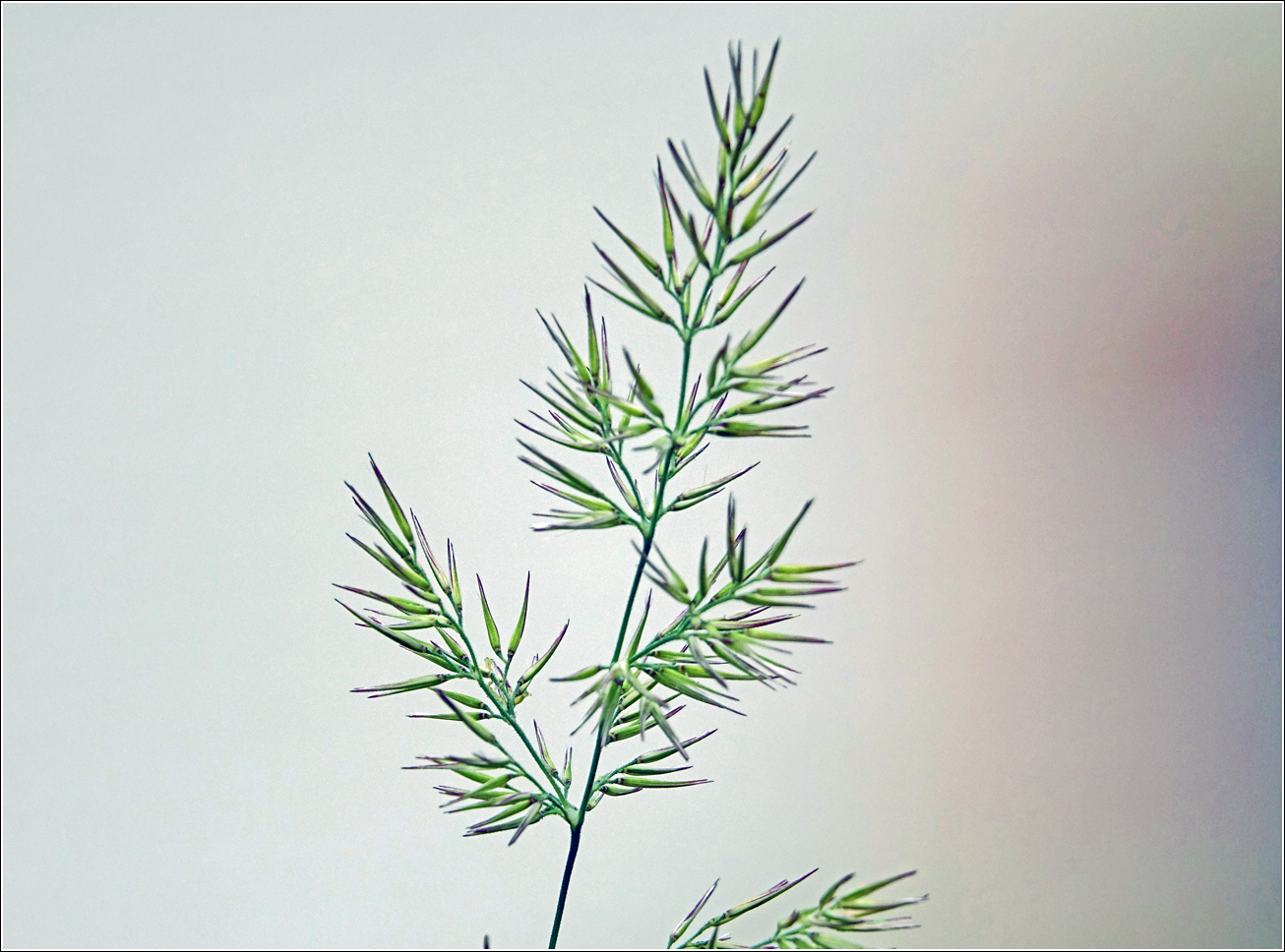 Изображение особи род Calamagrostis.
