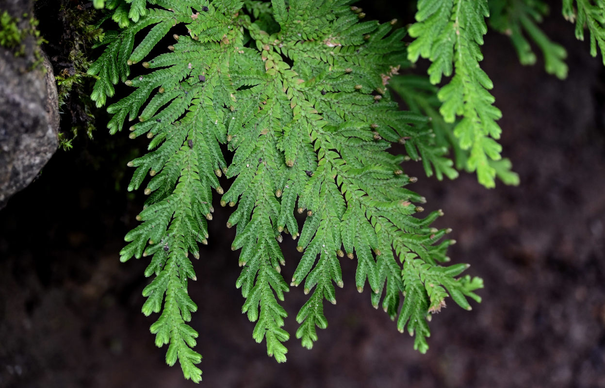 Изображение особи Selaginella biformis.