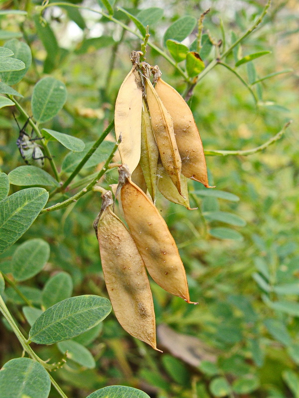 Image of Vicia amurensis specimen.