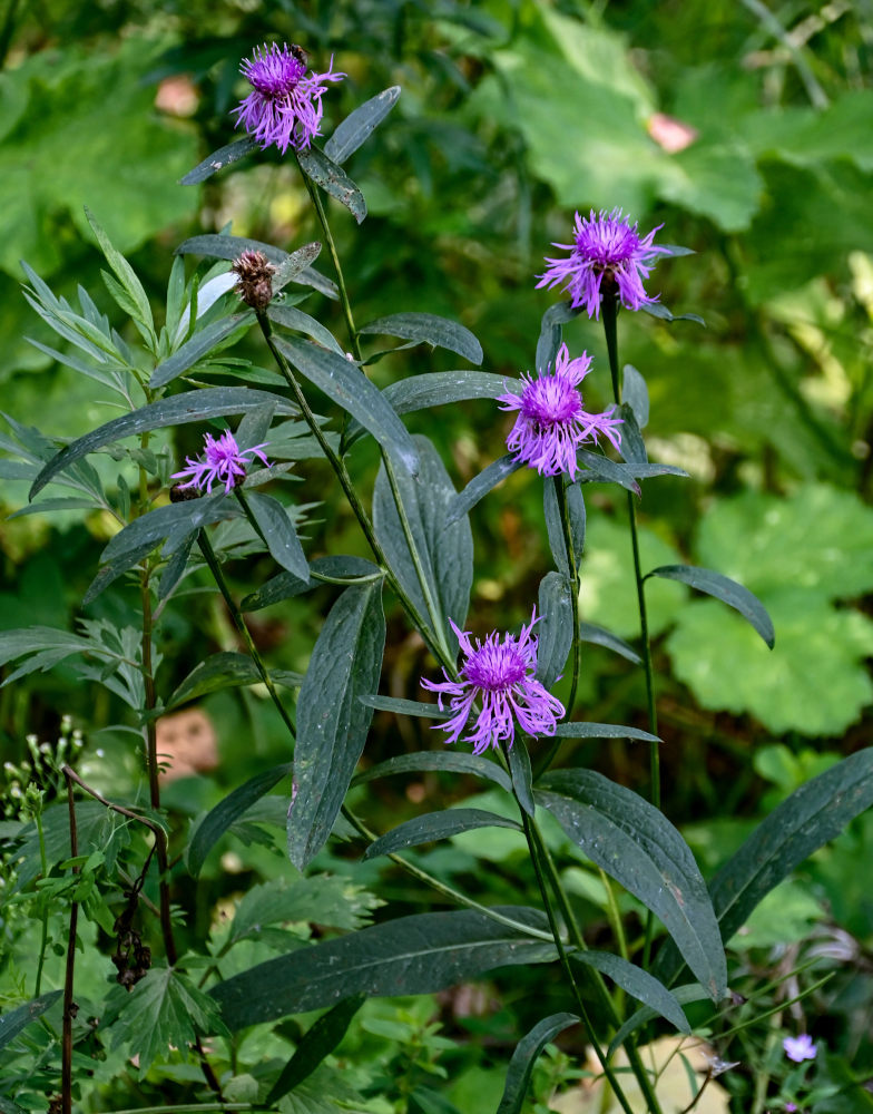 Изображение особи Centaurea jacea.