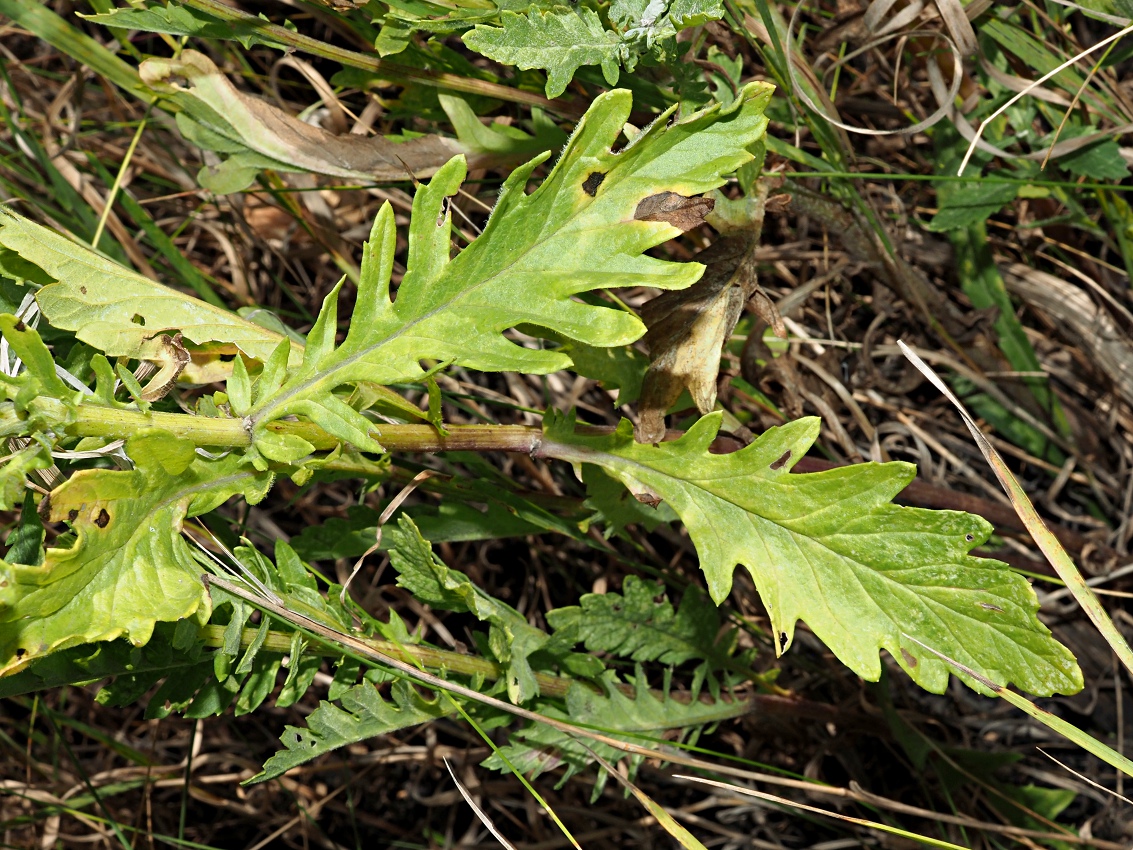 Image of Senecio grandidentatus specimen.
