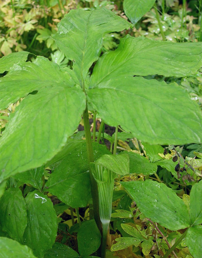Image of Arisaema amurense specimen.