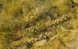 Myriophyllum sibiricum. Вегетирующее растение. Башкортостан, Дуванский р-н, Заимкинский сельсовет, окр. дер. Усть-Аяз, долина р. Уфа, на мелководье. 20 августа 2023 г.