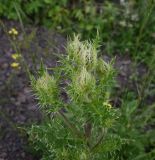 Cirsium obvallatum