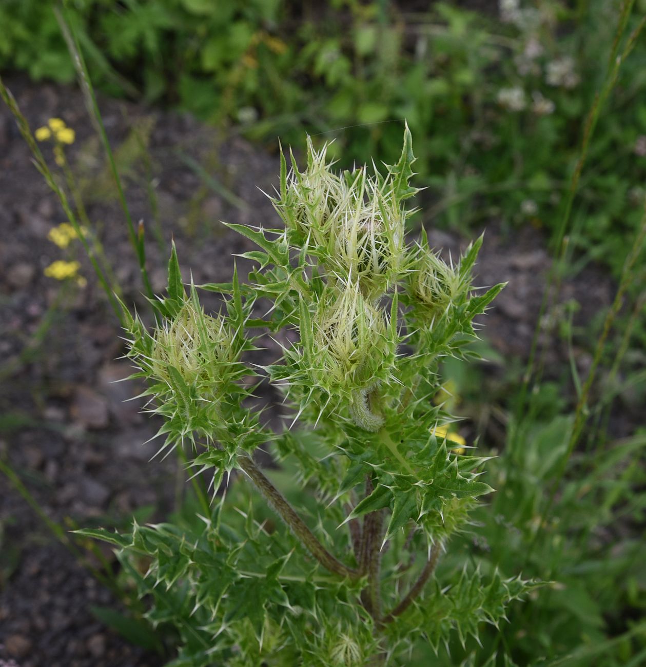 Изображение особи Cirsium obvallatum.