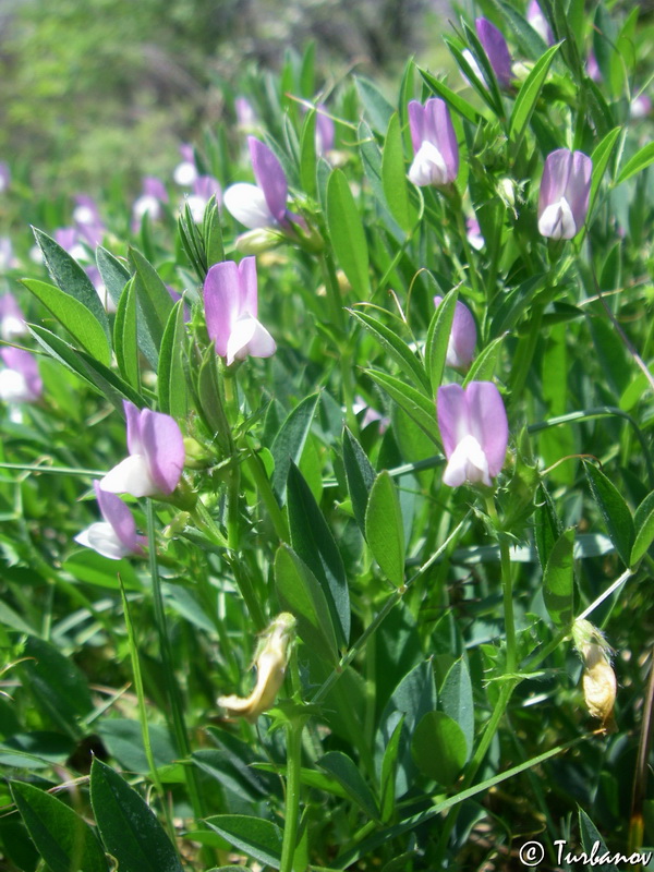 Изображение особи Vicia bithynica.