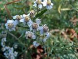 Achillea cartilaginea. Часть соцветия. Чувашия, окрестности г. Шумерля, Кумашкинский заказник, Соколова поляна. 21 августа 2005 г.