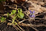 род Viola