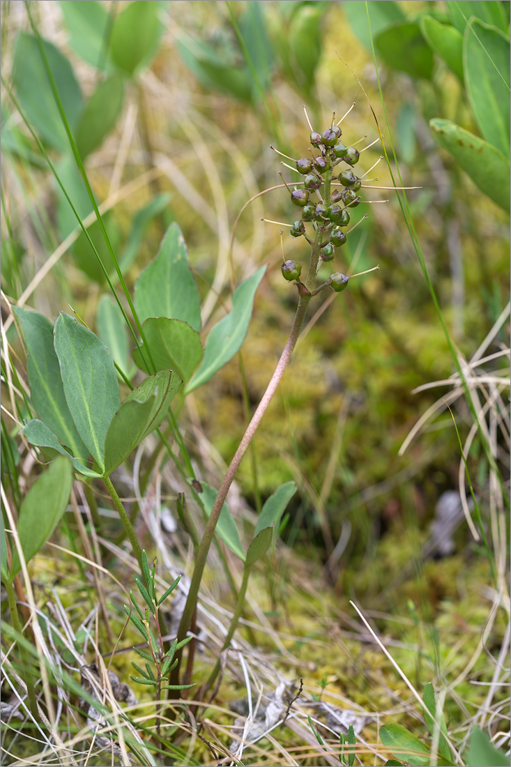 Изображение особи Menyanthes trifoliata.