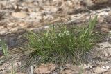 Carex halleriana