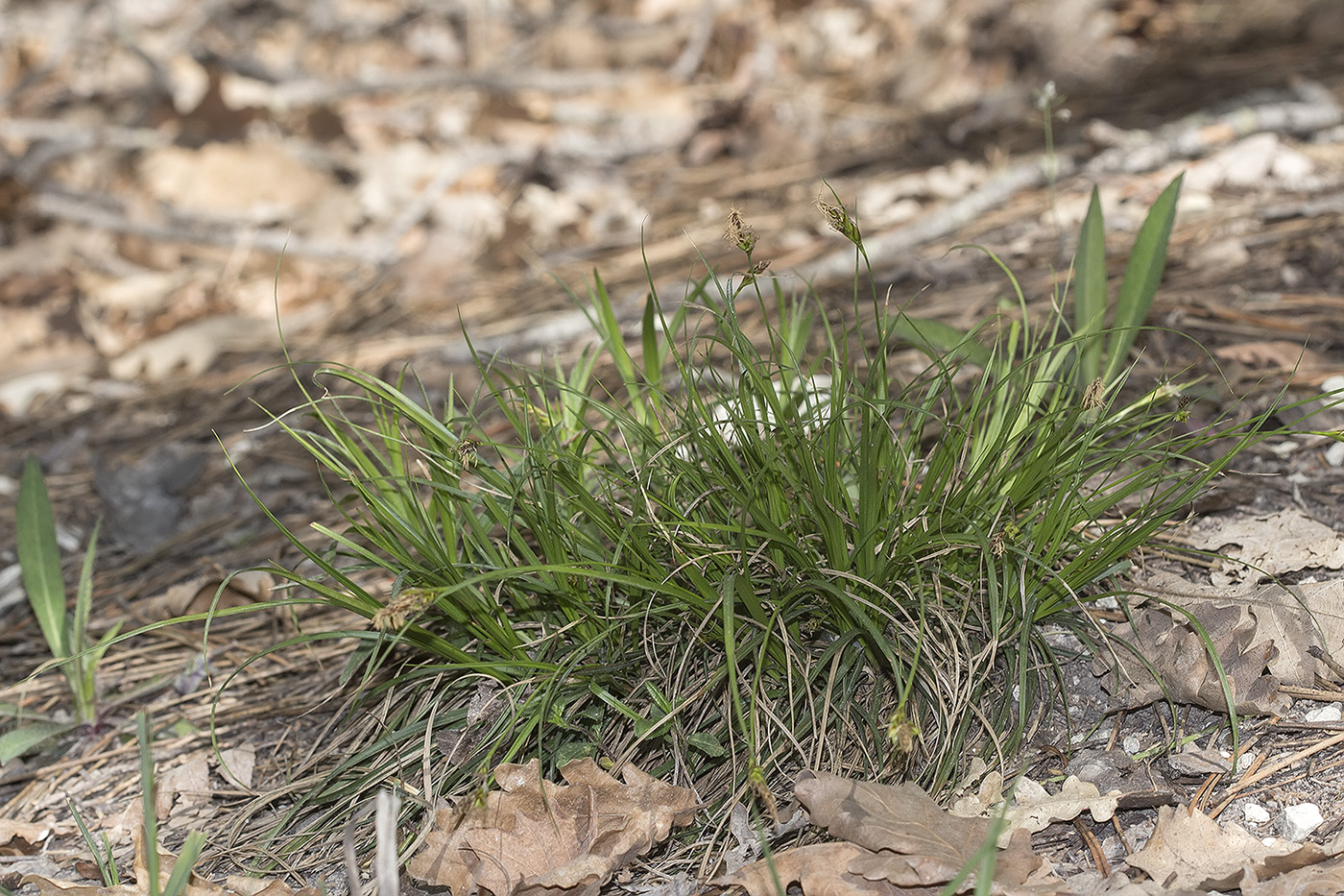 Image of Carex halleriana specimen.