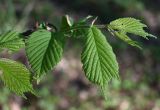 Ulmus glabra. Молодой побег с частично погрызенными листьями. Московская обл., ГО Подольск, мкр-н Климовск, широколиственный лес. 25.04.2025.