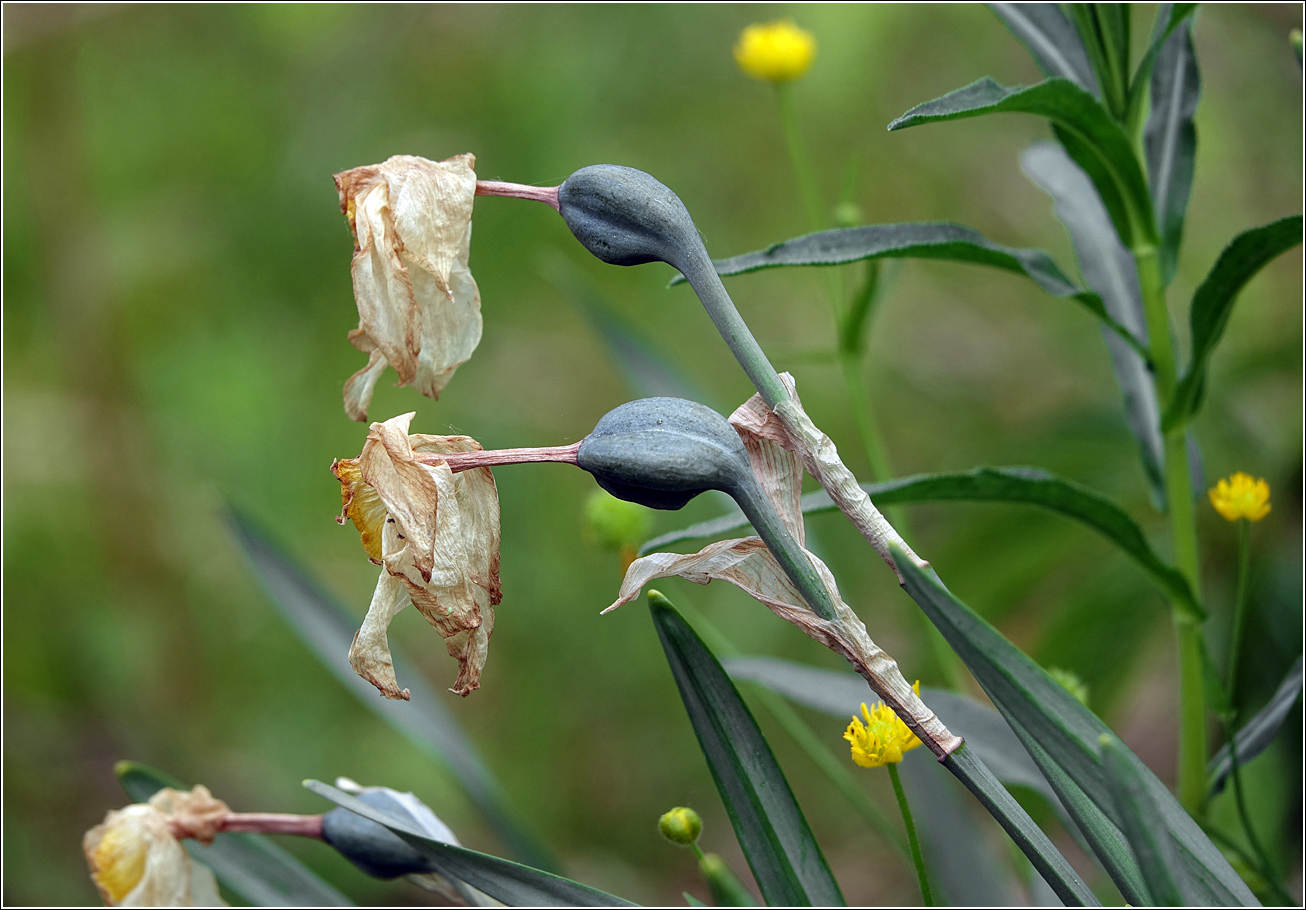 Image of Narcissus &times; incomparabilis specimen.