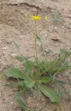 genus Lagoseris. Цветущее растение. Казахстан, Мангистауская обл., п-ов Мангышлак, 20,5 км ЮЮЗ пос. Шетпе. 07.05.2015.