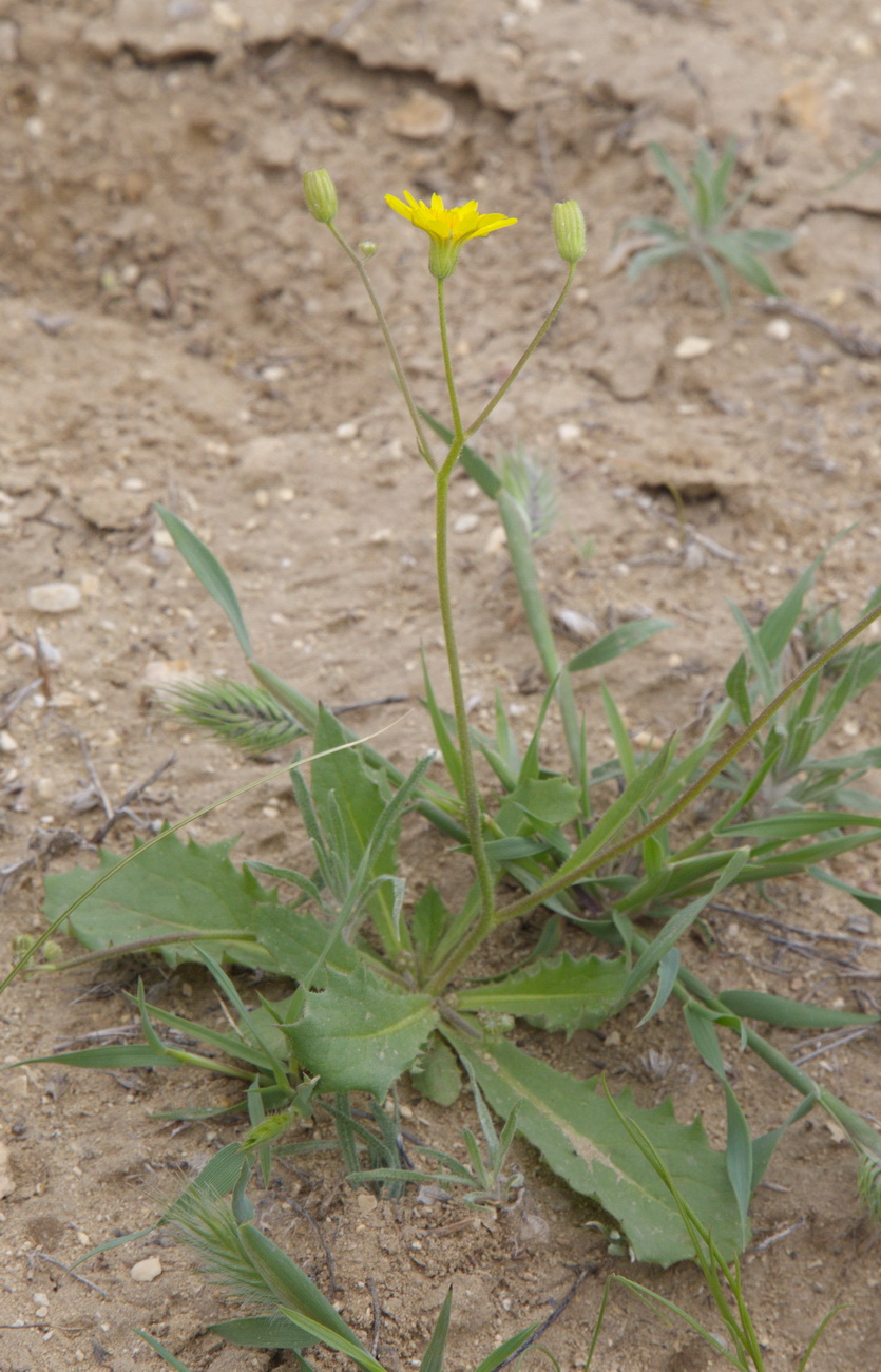 Image of genus Lagoseris specimen.