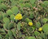 genus Opuntia