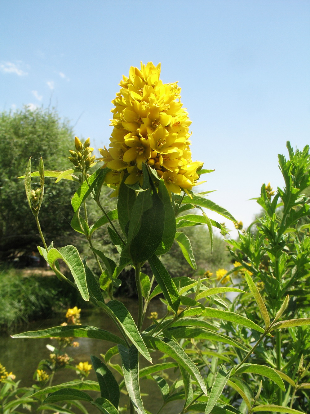 Изображение особи Lysimachia vulgaris.