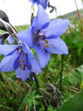 Polemonium acutiflorum. Часть соцветия. Коми, Интинский р-н, пос. Желанный, Приполярный Урал, долина р. Балбанью, прибрежный кустарник. 13.07.2010.