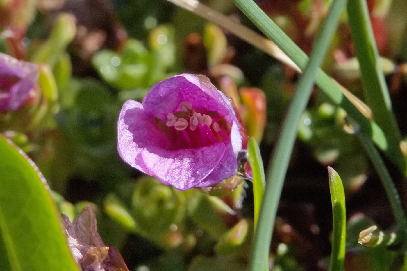 Image of Saxifraga asiatica specimen.