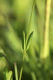 Linum catharticum. Средняя часть генеративного побега. Беларусь, Витебская обл., пос. Езерище, дендрарий Езерищеского лесничества, низкотравный разнотравный луг. 03.06.2025.
