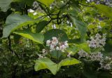 Catalpa bignonioides