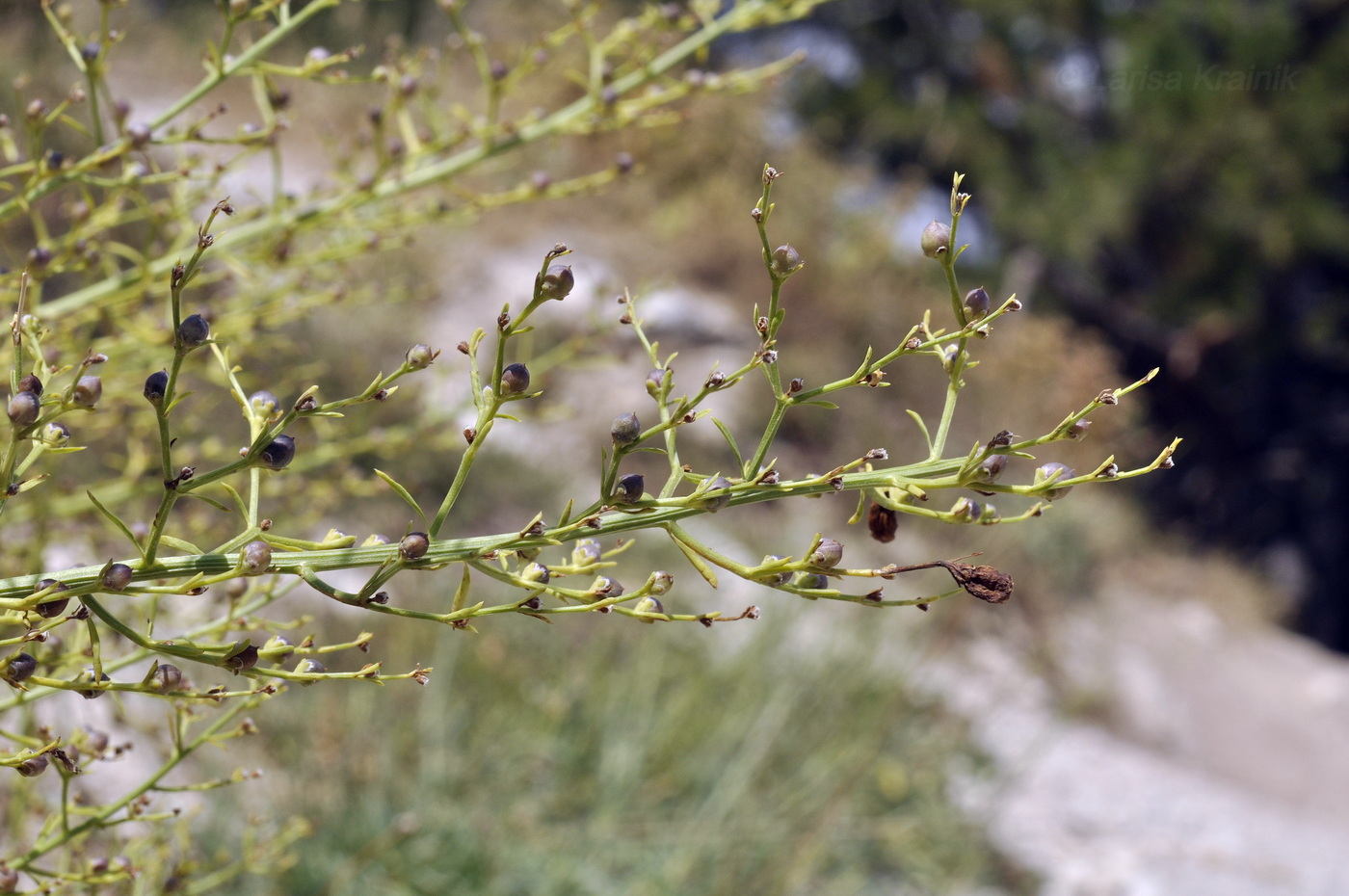 Image of Scrophularia bicolor specimen.