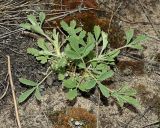Potentilla incana
