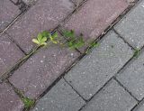 Potentilla reptans. Побег с соплодиями. Московская обл., г. Подольск, мкр-н Кузнечики, дол. р. Моча, у дороги. 19.09.2025.