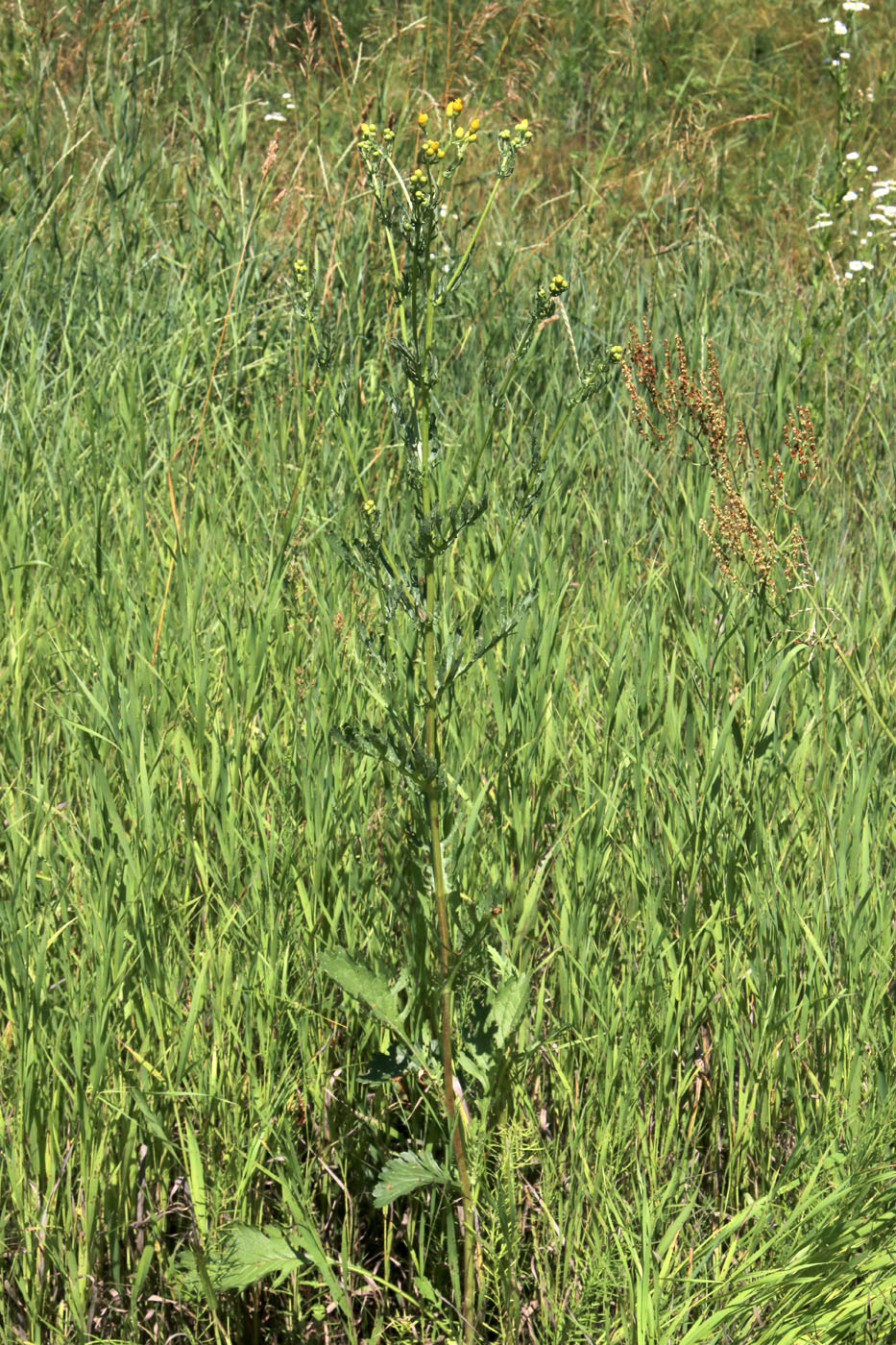 Image of Senecio jacobaea specimen.